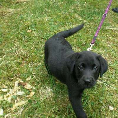 Zeigt her eure Labbis!-Beitrag-Bild