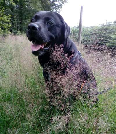 Zeig deinen Hund in der Kalender-Collage-Beitrag-Bild