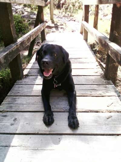 Dogorama Photo Challenge - Brücken-Beitrag-Bild