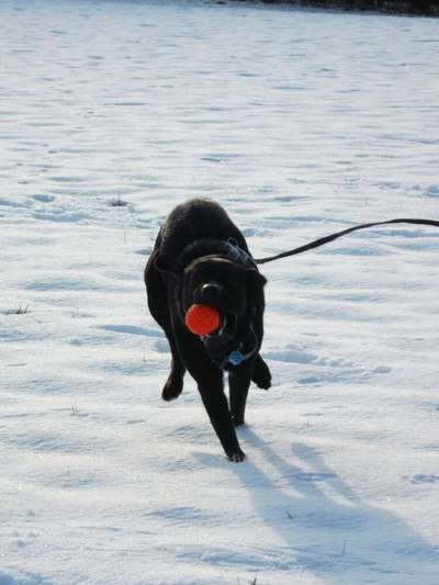 43. Fotochallenge-Zeigt mir eure Ball oder Frisbee verrueckten Hunde-Beitrag-Bild