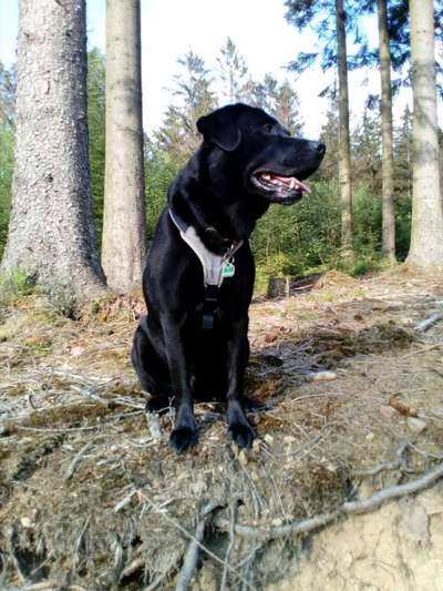 Zeigt her eure Labbis!-Beitrag-Bild