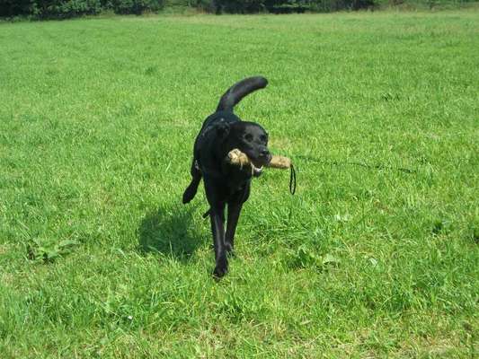 Die Dogorama Wochen Challenge-Beitrag-Bild