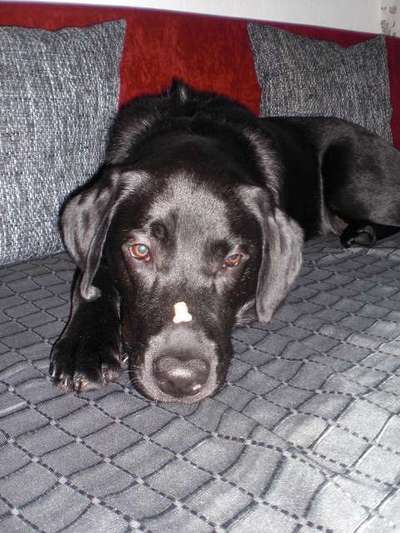 Fotochallenge Nr. 102: Futter balancieren-Beitrag-Bild