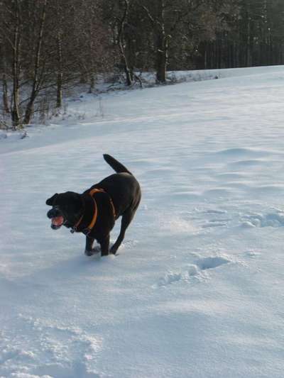 Dogorama Photo Challenge - Lieblingsspielzeug!-Beitrag-Bild