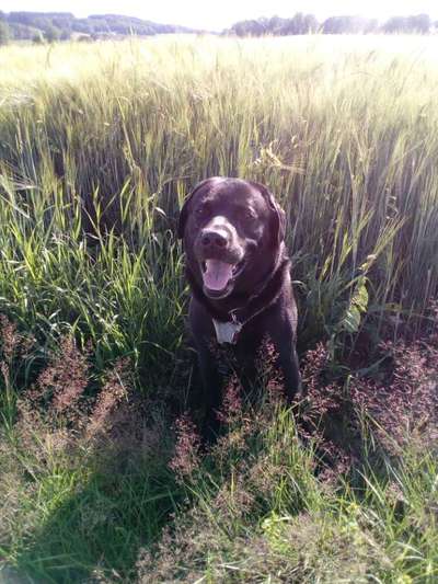 Die Dogorama Kalender Challenge 4/4-Beitrag-Bild