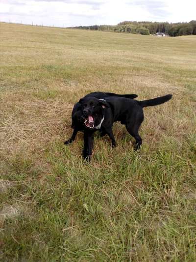 Dogorama Photo Challenge - Spielgesicht-Beitrag-Bild