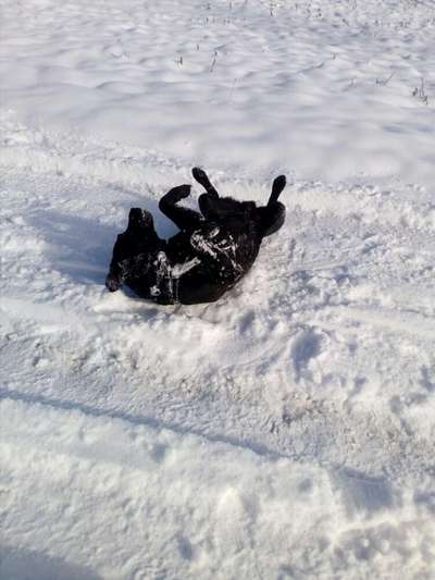 Dogorama Photo Challenge - Es wird nochmal kalt!-Beitrag-Bild