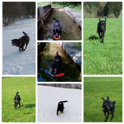 15. Collagenchallenge 
Dein Hund und sein Lieblingsspieli-Beitrag-Bild