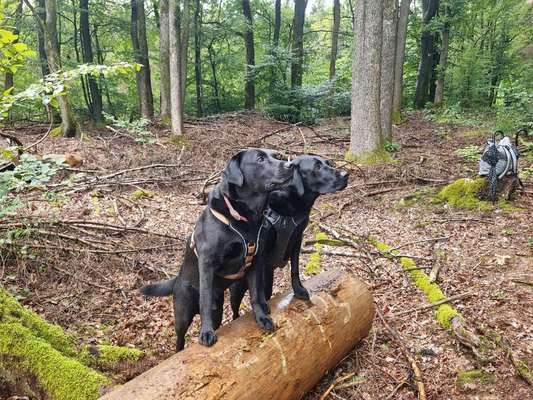 Dogorama Photo Challenge - Regenwetter-Beitrag-Bild