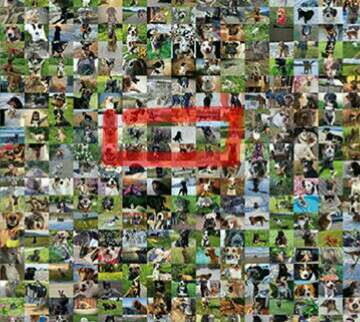 Zeig deinen Hund in der Kalender-Collage-Beitrag-Bild