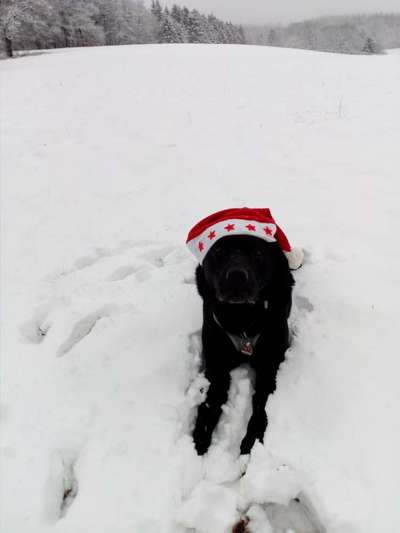 Dogorama Photo Challenge - Nikolaus-Beitrag-Bild