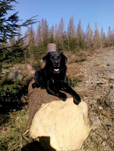 Wald Bild-Beitrag-Bild