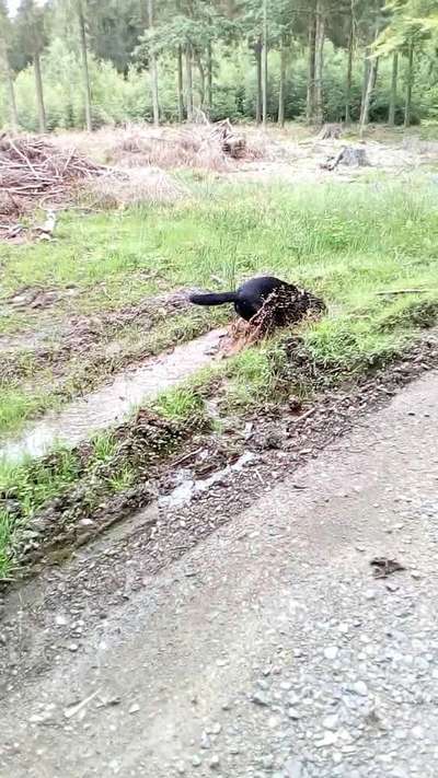 Dogorama Photo Challenge - Pfützen & Spiegelungen-Beitrag-Bild