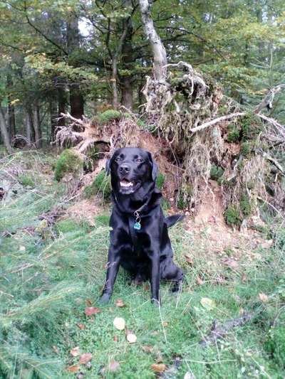 Dogorama Photo Challenge- Wurzeln-Beitrag-Bild