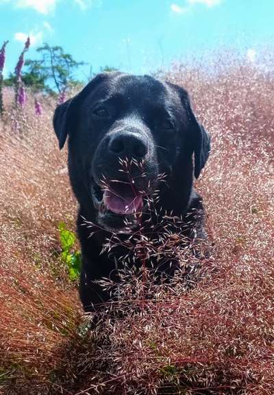 Dogorama Foto Challenge - Bestes gestelltes Bild-Beitrag-Bild