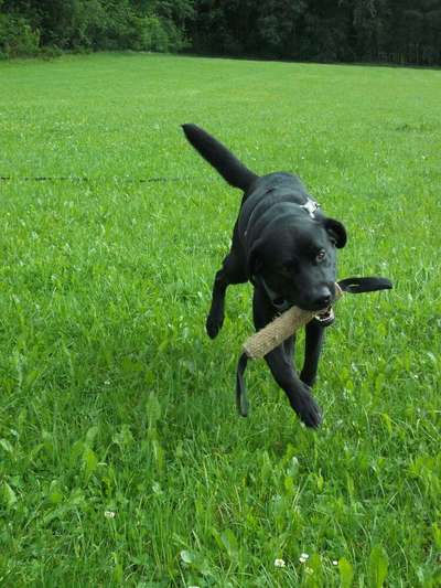 Fotochallenge 66 ~ Rennaction -Zeig deinen Hund im Lauf-Beitrag-Bild