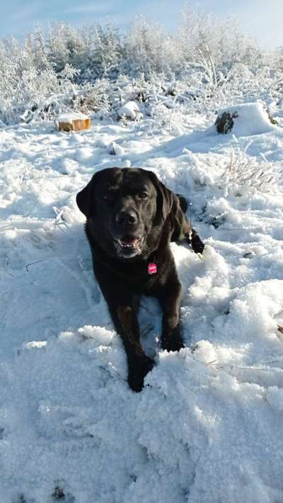 Foto Challenge Nr.: 114
Hunde im Schnee-Beitrag-Bild