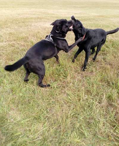 Die Dogorama Wochen Challenge-Beitrag-Bild