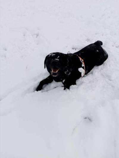 Fotosammlung: ,,Der natürliche Hund" Unbearbeitet, ungestellt und in Natura-Beitrag-Bild