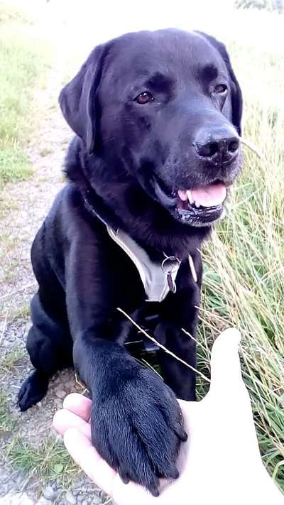 Dogorama Blog Challenge: Hundetricks-Beitrag-Bild