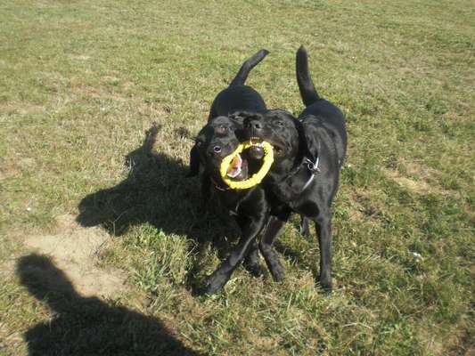 Bester Hundekumpel-Beitrag-Bild