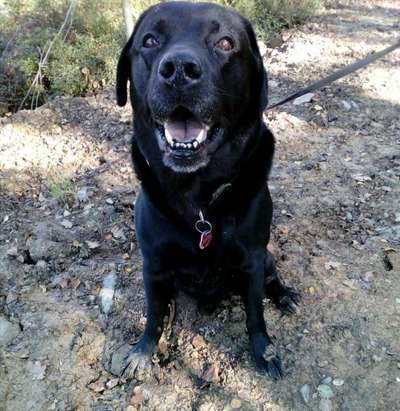 FOTOCHALLENGE 72 - Glücklicher Hund im Schmuddel-Look-Beitrag-Bild
