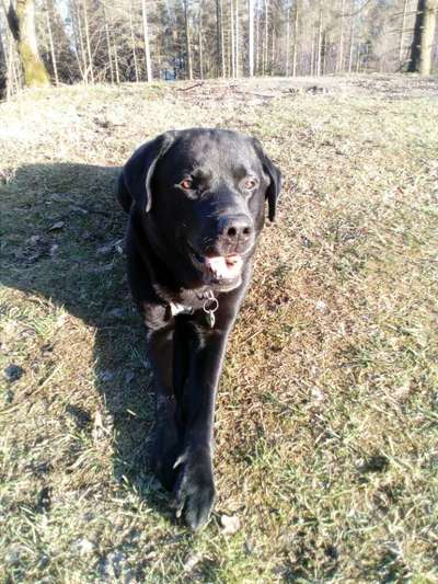 Dogorama Photo Challenge - Der Frühling kommt-Beitrag-Bild