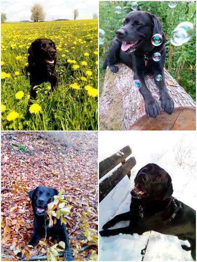 1. Fotochallenge Collagen - 4 Jahreszeiten-Beitrag-Bild