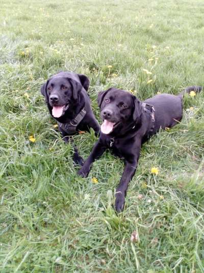 Bester Hundekumpel-Beitrag-Bild