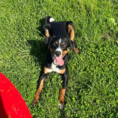 Hundetreffen-Spiel -und/ oder Gassirunde-Bild