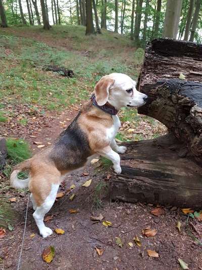 Die Dogorama Kalender Challenge Teil 1/4-Beitrag-Bild