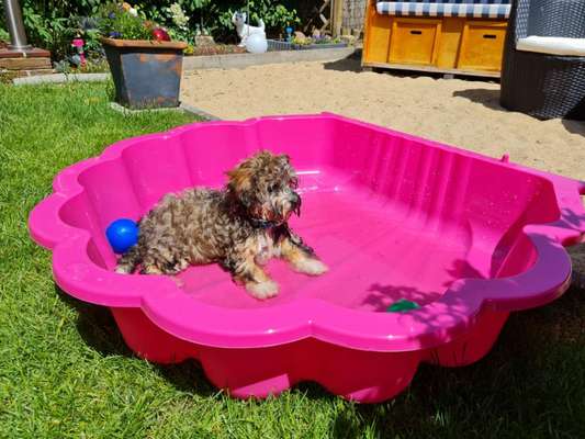 Welpen Bilder !-Beitrag-Bild