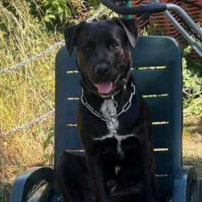 Hundetreffen-Gassigehen und Spielen-Bild