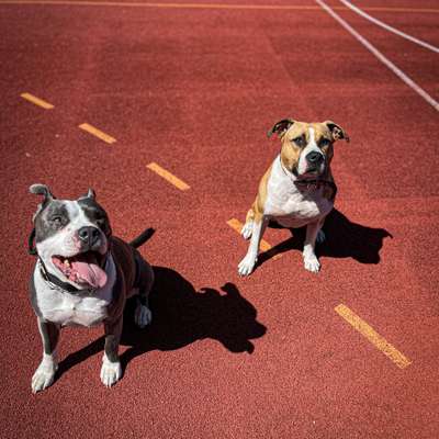 Titelbild Gruppe American Bully‘s aus MV