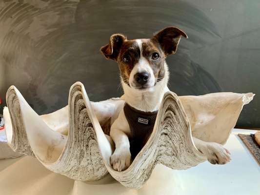Jack Russell Terrier-Beitrag-Bild