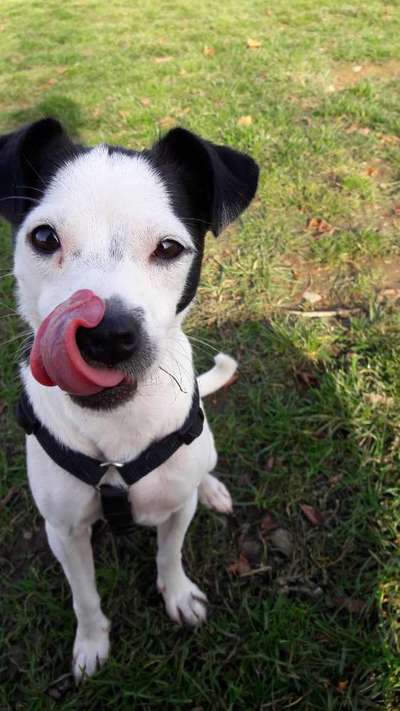 Fotochallenge Nr. 59 - Mein Hund zeigt die Zunge-Beitrag-Bild