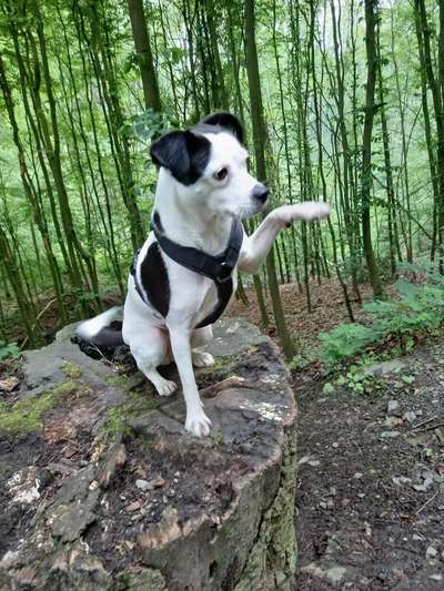 Jack Russell Terrier-Beitrag-Bild