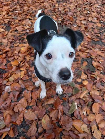 Fotochallenge Nr 55  -  Hund im November--Beitrag-Bild