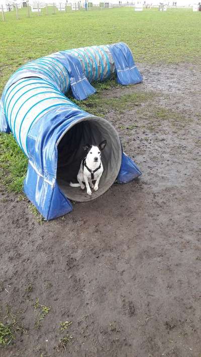 Die Dogorama Wochen Challenge: “Regenspaziergänge"-Beitrag-Bild