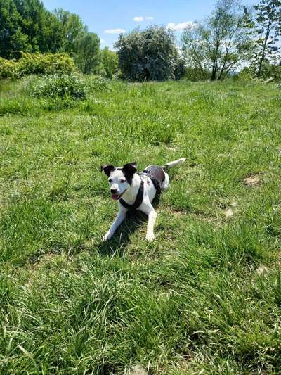 Die Dogorama Monats Challenge "Es grünt und blüht"-Beitrag-Bild