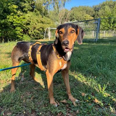 Hundetreffen-Treffen zum gemeinsamen Spaziergang mit Freilauf und Übungseinheiten-Bild