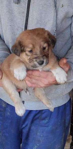 Vom Welpen zum Hund-Beitrag-Bild