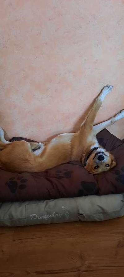 Dogorama Photo Challenge - Zeigt her eure Bäuche-Beitrag-Bild