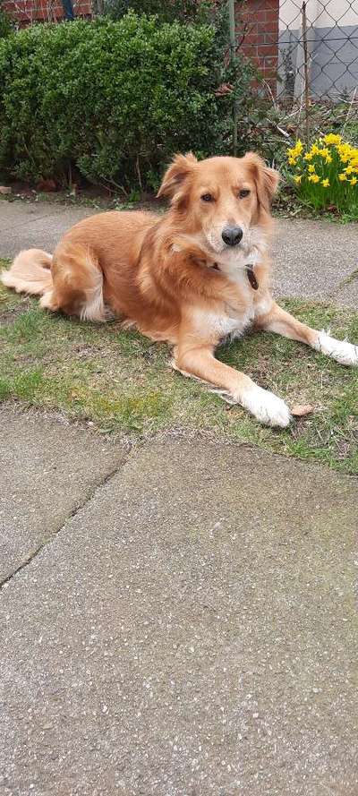 Vom Welpen zum Hund-Beitrag-Bild