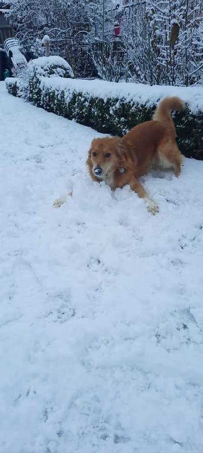 Dogorama Photo Challenge - Winterstimmung-Beitrag-Bild