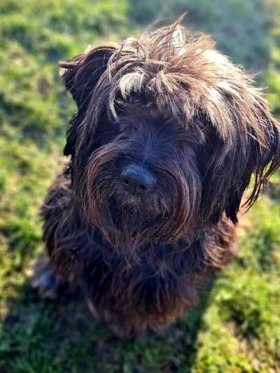 Black dogs are beautiful-Beitrag-Bild