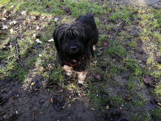 Wo habt ihr eure Hunde her ?-Beitrag-Bild