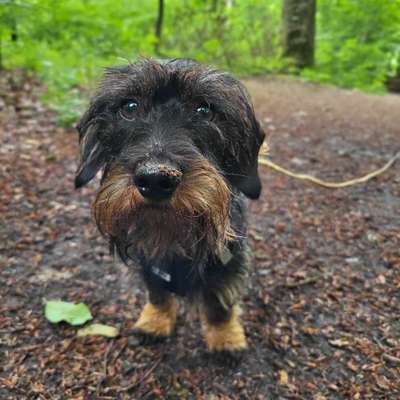 Hundetreffen-Spaziergänge Bergisch Gladbach und Umgebung-Bild