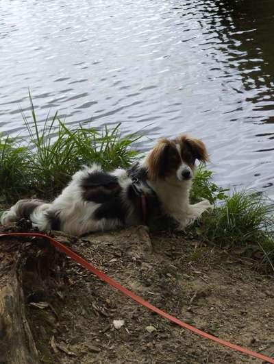 Hundetreffen-Gemeinsam wandern, spielen oder spazieren-Bild