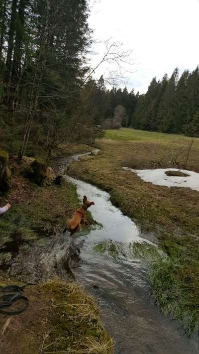 Dogorama-Monats-Challenge-Mai "Wasser"-Beitrag-Bild